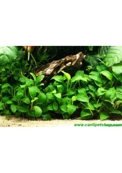 Anubias Barteri Var. Nana 1 Ad 4-5 Yaprak