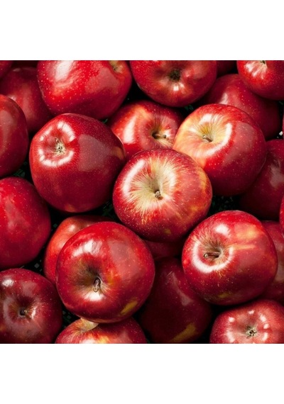 Tüplü Aşılı Yarı Bodur Red Miracle Elma Fidanı