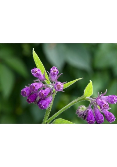 KARAKAFES OTU FİDESİ 3 ADET - Symphytum Officinale