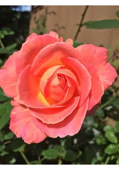 Videolu Yediveren Kokulu 1 Adet Somon Gül Fidanı 10-15 Cm Saksılı Salmon Rose
