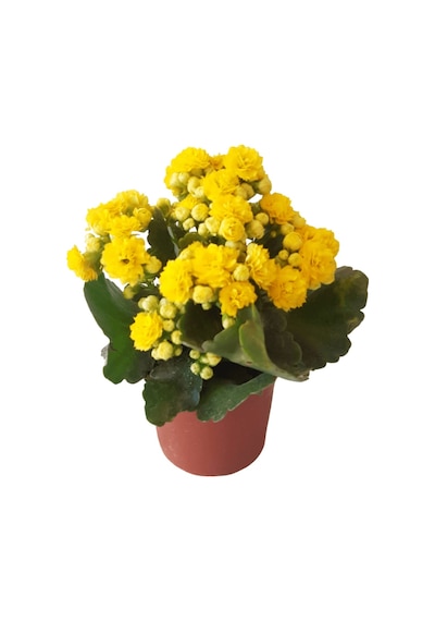 Kalanşo Çiçeği | Kalanchoe Blossfeldiana x 5 ad