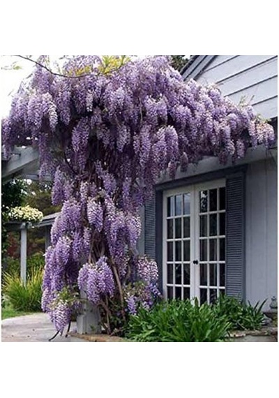 Mor Salkım Fidanı Wisteria Sinensis 80-100 Cm 2 Adet