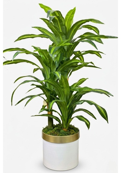 Cihan Çiçekçilik Dracaena Fragrans 3 Gövde Yapay Ağaç 160 Cm Gold Kemerli Beyaz 30x30 Saksı Çok Renkli