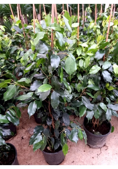 Ficus Benjamin 2 Adet -  Salon - Ofis Bitkisi 3816