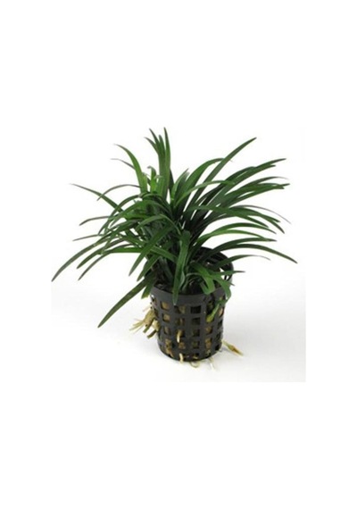 Japonica Saksı Canlı Bitki P122 Diğer