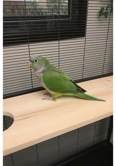 Kurutulmuş Çam Ahşap Chinchilla Platformu 90 15 28 9, Montaj Aparatlı