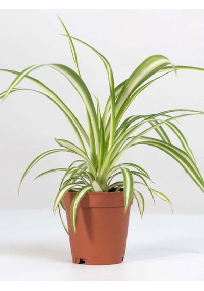 Alacalı Kurdele Çiçeği 1 Adet 20-30cm Salon Çiçeği