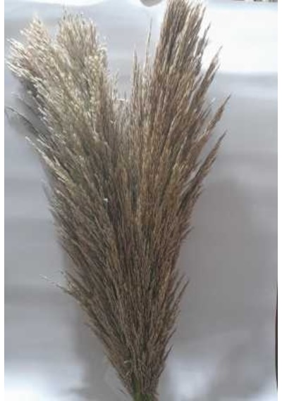 Pampas 3 Adet