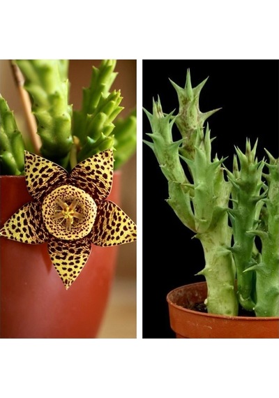 Videolu Leş Kaktüs Çiçeği Fidanı 10-20 Cm Saksılı Çiçekli Bodur Bitkiler Stapelia Variegata
