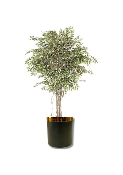 Rüzgar Yapay Çiçekçilik 170 Cm Lux Saksıda Ficus Ağacı Yeşil Beyaz