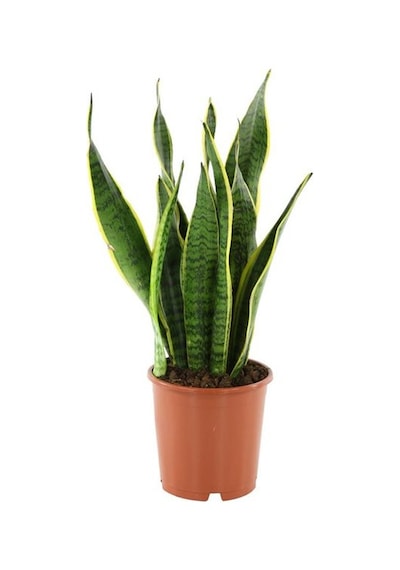 Paşa Kılıcı Çiçeği Sanseveria 50-60 Cm