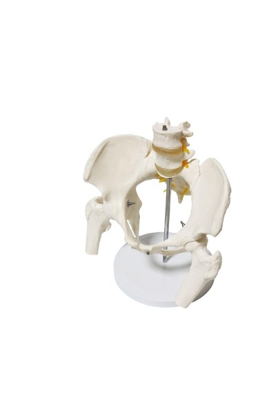 Omurga Pelvis Maketi Model 24