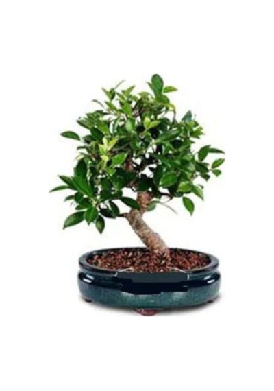 Nadir Ithal Bodur Defne Bonzai Ağacı Tohumu 3 Tohum Bonsai Tohumu