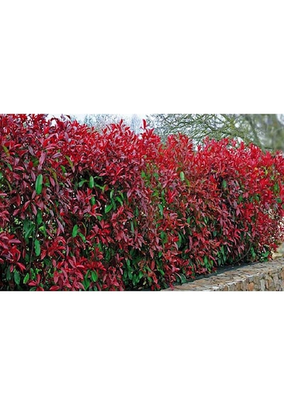2 Adet Alev Çalısı Photinia Red Robin 70-100 Cm