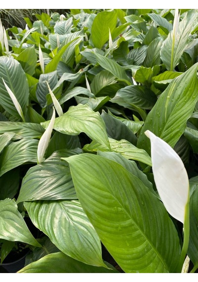 Videolu 1 Adet Barış Çiçeği 50-80 Cm Saksılı Iç Mekan Bitkileri Spathiphyllum