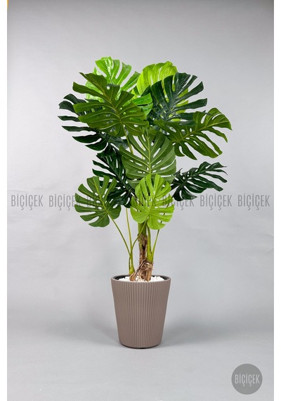 Biçiçek Yapay Monstera Ağacı Deve Tabani 160 Cm Mocha Luna Saksıda