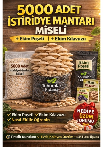 5000 Adet İstiridye Mantarı Miseli + Ekim Poşeti + Kılavuz - Hediye Üzüm Tohumu