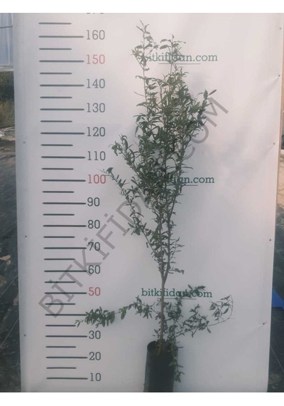 3 Yaş Hicaz Nar  Fidanı