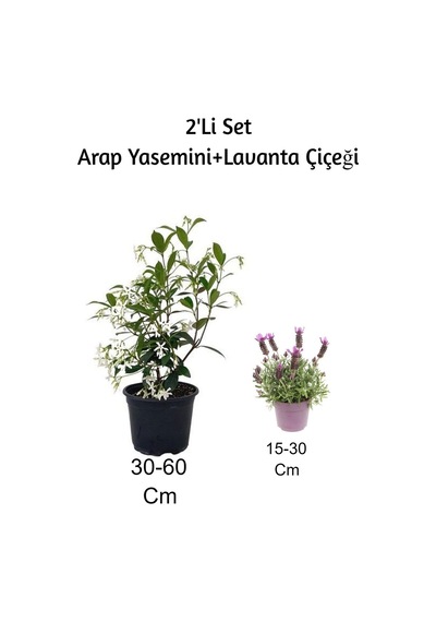 Arap Yasemini + Lavanta Çiçeği2'li Set Dış Mekan Bitkisi