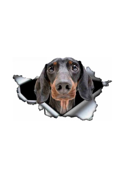 Dachshund Yırtık Deseni Araba Sticker Model1
