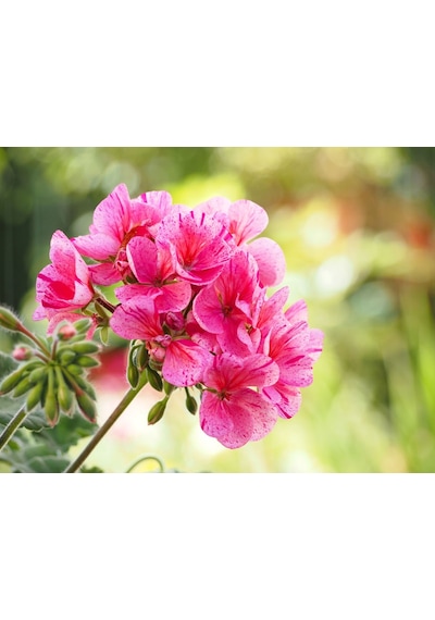 Alacalı Pembe Sakız Sardunya Fidanı 10-20 Cm