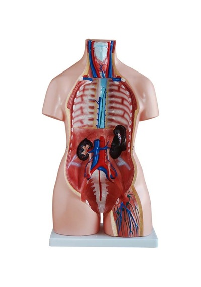 Insan Anatomi Maketi - 85 Cm. 40 Parçalı