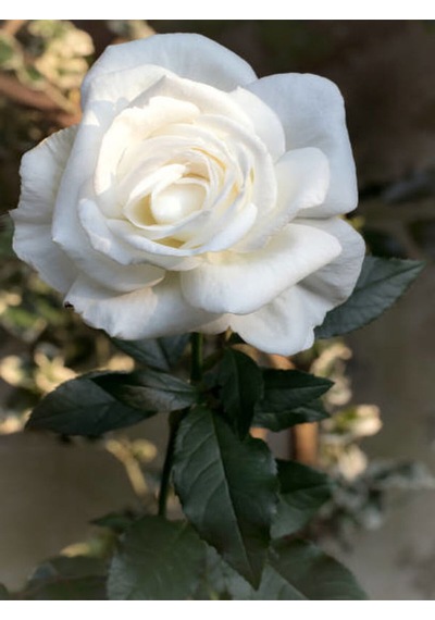 Videolu Yediveren Gül Fidanı Pembe Ve Beyaz 30 60 Cm Saksılı 2 Adet Aşılı Gül Pink And White Rose