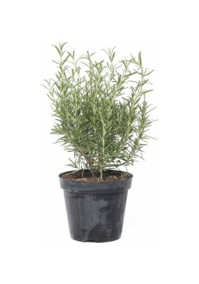 Biberiye Fidanı Fidesi 10-20 Cm