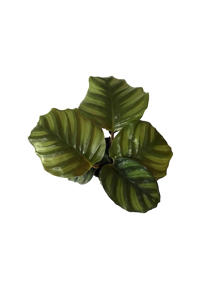 Calathea Fasciata (Dua Çiçeği) Ø : 12 CM Y : 30-35 CM