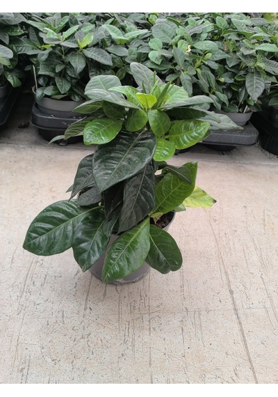 Gardenia Çiçeği