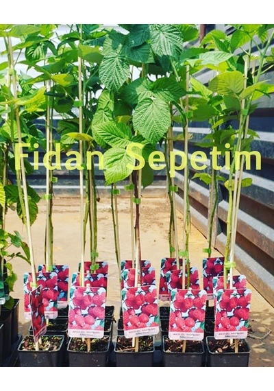 2 Yaş Ahududu Frambuaz Fidanı