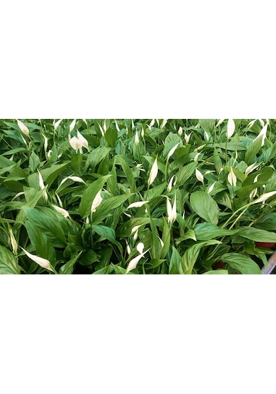 Barış Çiçeği Spathiphyllum 60+ Cm -  Salon Ofis Bitkisi 2733