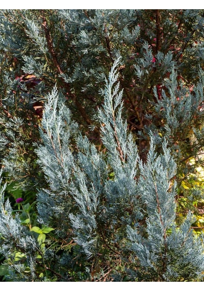 Videolu Muheteşem Renkli Mavi Leylandi Fidanı 40 60cm 1 Adet Tüplü Cupressocyparis Leylandii