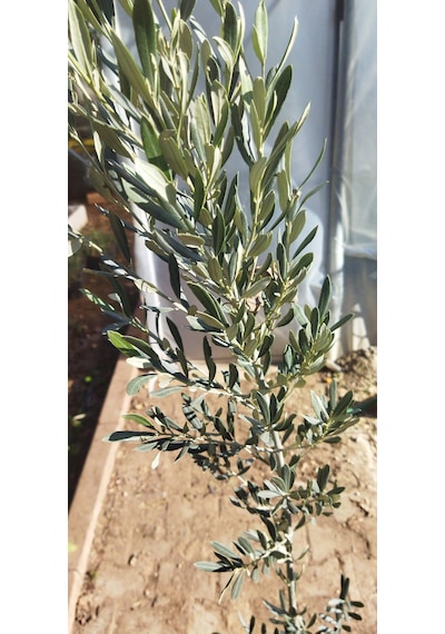 3'lü Meyve Fidanı Paketi (Elma-Erik-Zeytin)