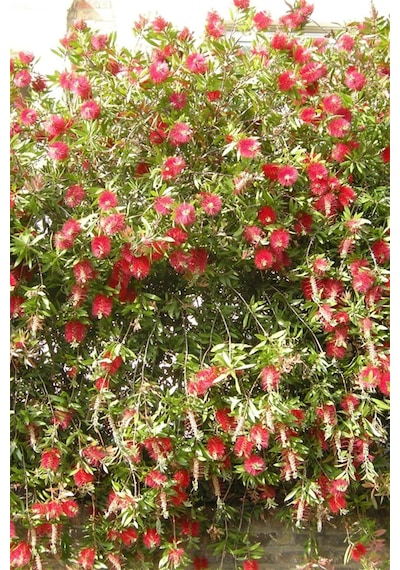 Fırça Çalısı Callistemon (15~20 cm)
