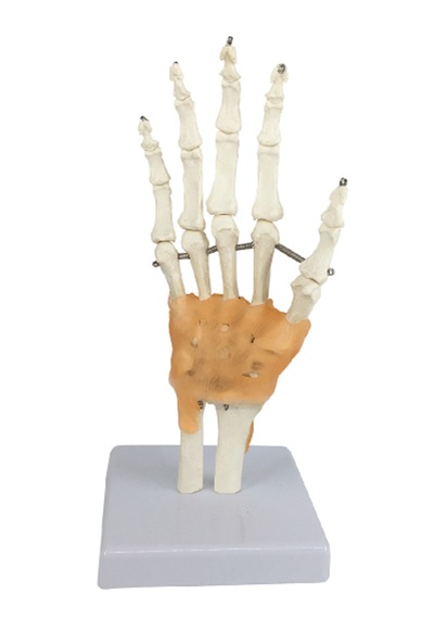 El Eklemi Modeli, Ligament İle Ulna Ve Radius Kısımlarını İçeren, Gerçek Boyutlu - El Eklemi Maketi 01