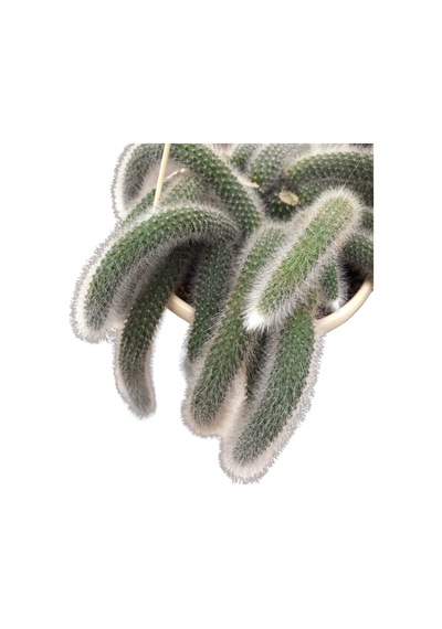 Hildewintera Colademononis (Maymun Kuyruğu Kaktüsü) Ø14 CM Y20-25 CM