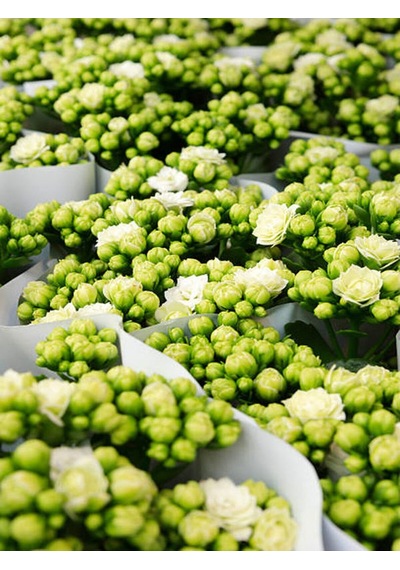 Beyaz Renk Kalanşo Emel Hanım Çiçeği 1 Adet Saksılı 15-25cm Çiçekli Bodur Bitki Kalanchoe