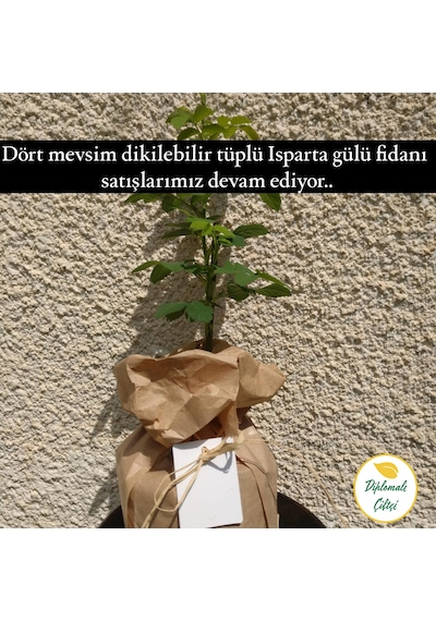 Gül Fidanı Gül Fidesi Isparta Gülü Fidanı Isparta Gülü Fidesi