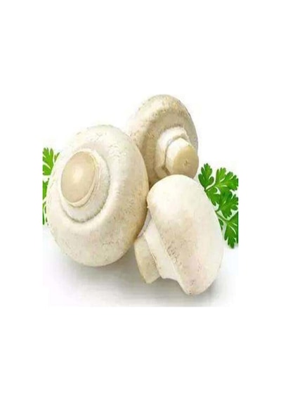 1 Gr Kültür Mantarı Tohumu Miseli