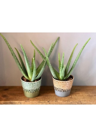 Aloe Vera Sarı Sabır 10 Adet
