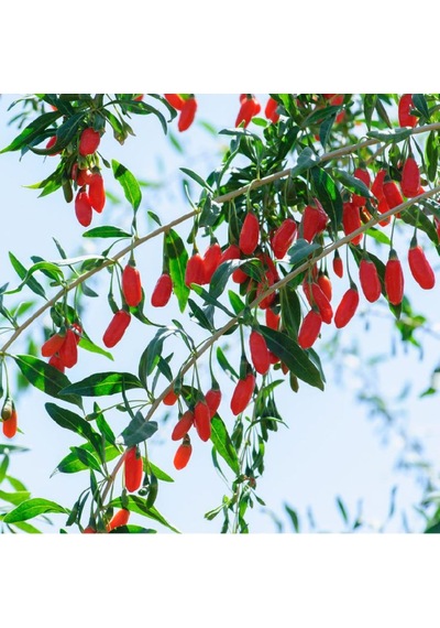 2 Li Goji Berry Fidanı Seti Kolay Yetiştirilen Meyve Çalısı