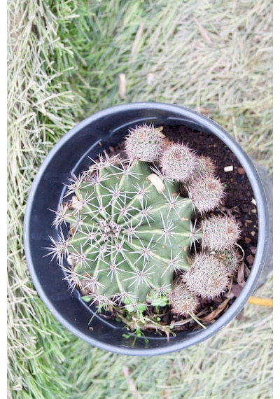 Örümcek Kaktüsü Gymnocalycium Baldianum Büyük Boy Kaktüs