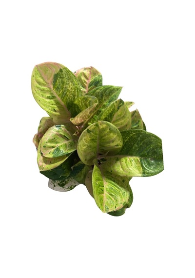Aglaonema 'apple Fantasy' Çin Herdemyeşili Ø19 Cm H45-50 Cm