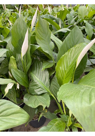 Videolu 1 Adet Barış Çiçeği 50-80 Cm Saksılı Iç Mekan Bitkileri Spathiphyllum