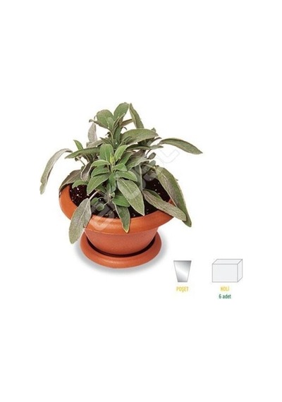 Kokulu Şalba Fidanı Salvia Adaçayı 10-20 Cm