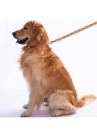 Citrus Narenciye Desenli Köpek Boyun Tasması Ayarlanabilir Köpek Tasması S Turkuaz