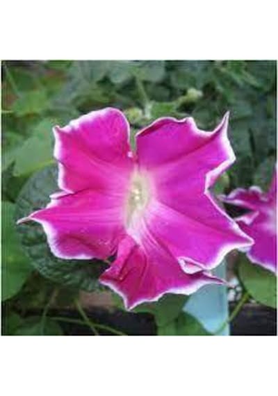 10 Adet Tohum Ipomea Purpurea Çiçeği Tohumu