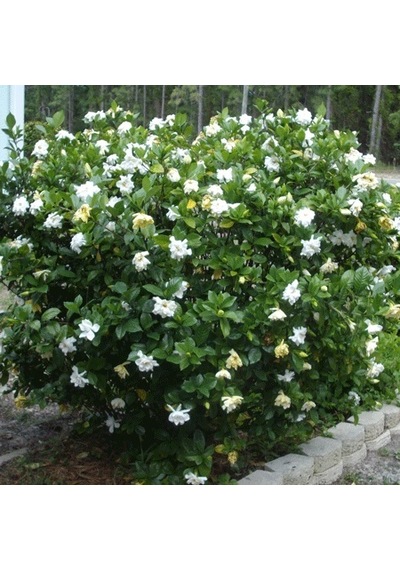 Gardenya Çiçeği  20-30 Cm. Gardenia Jasminoides