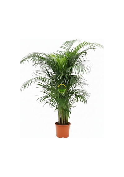 Fidansepetim Areca Palmiyesi Bitkisi 120-140cm